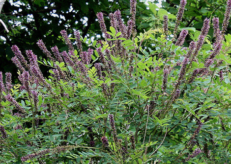 Amorpha Fruticosa – Indigo Bush (false indigo)