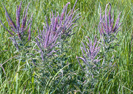 Amorpha canescens – Lead plant
