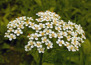 Achillea millefolium – Yarrow