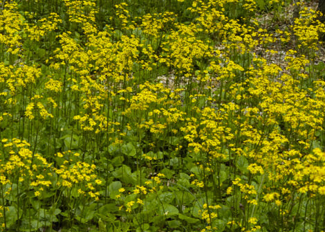 Packera aurea – Golden Ragwort