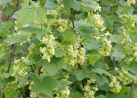 Ribes odoratum – Golden currant / Clove currant