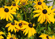 Rudbeckia Hirta - Black-eyed susan