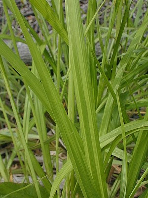 Carex shortiana – Short's Sedge