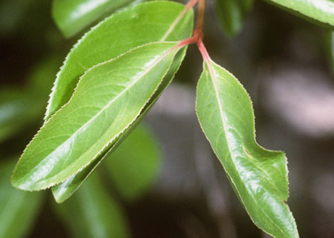 Viburnum rufidulum – Southern blackhead viburnum / Rusty Blackhaw
